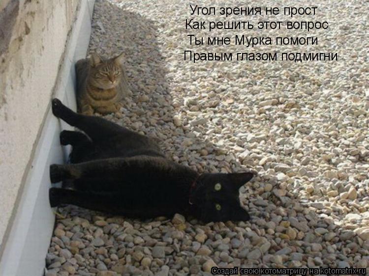 Угол зрения не прост Как решить этот вопрос Ты мне Мурка помоги Правым глазом подмигни... Котоматрица: Угол зрения не прост Как решить этот вопрос Ты мне Мурка помоги Правым глазом подмигни