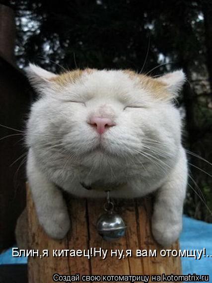 Блин,я китаец!Ну ну,я вам отомщу!...... Котоматрица: Блин,я китаец!Ну ну,я вам отомщу!...