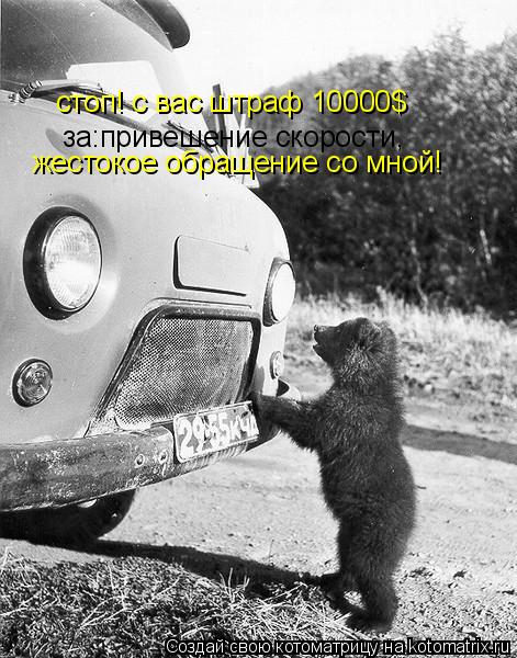 Котоматрица: стоп! с вас штраф 10000$  за:привешение скорости, жестокое обращение со мной!