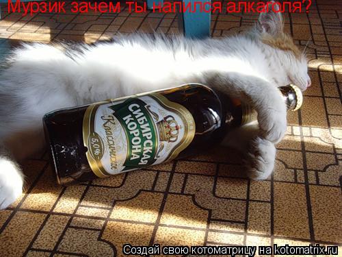 Котоматрица: Мурзик зачем ты напился алкаголя?
