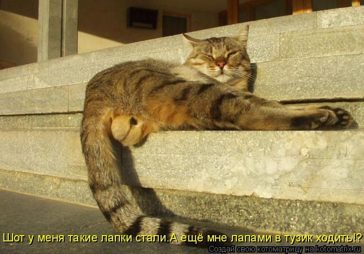 Котоматрица: Шот у меня такие лапки стали.А ещё мне лапами в тузик ходить!?