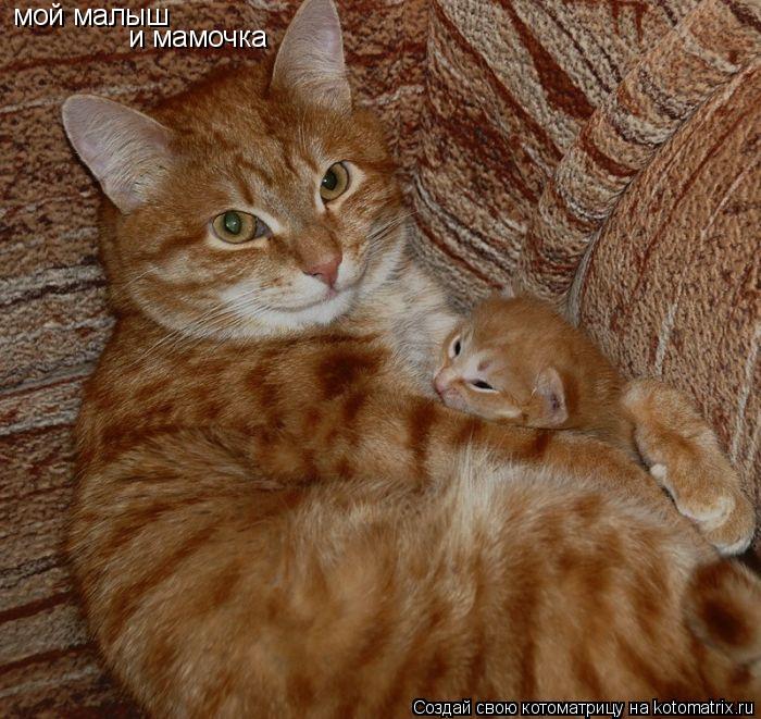 Котоматрица: мой малыш   и мамочка