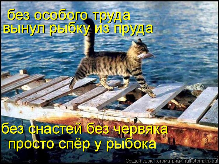 Котоматрица: без особого труда  вынул рыбку из пруда без снастей без червяка просто спёр у рыбока