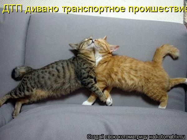 Котоматрица: ДТП дивано транспортное проишествие