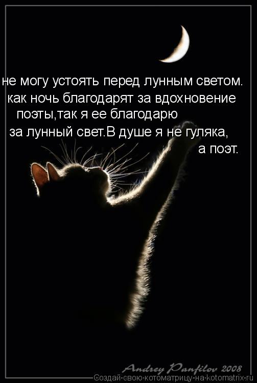 Котоматрица: не могу устоять перед лунным светом. как ночь благодарят за вдохновение поэты,так я ее благодарю за лунный свет.В душе я не гуляка, а поэт.