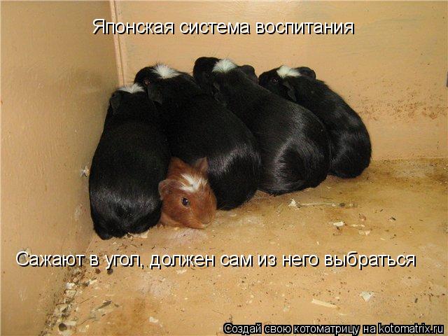 Японская система воспитания Сажают в угол, должен сам из него выбраться... Котоматрица: Японская система воспитания Сажают в угол, должен сам из него выбраться