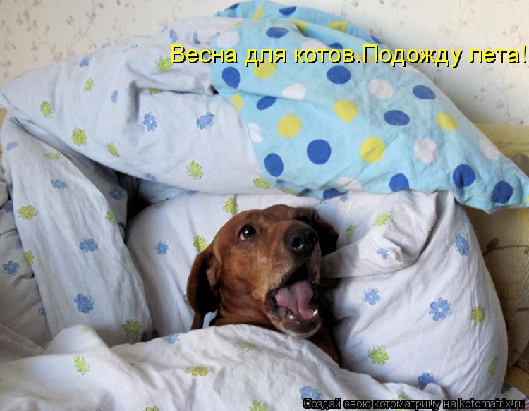 Весна для котов.Подожду лета!... Котоматрица: Весна для котов.Подожду лета!