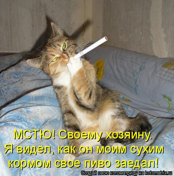 МСТЮ! Своему хозяину. Я видел, как он моим сухим кормом свое пиво заедал!... Котоматрица: МСТЮ! Своему хозяину. Я видел, как он моим сухим кормом свое пиво заедал!
