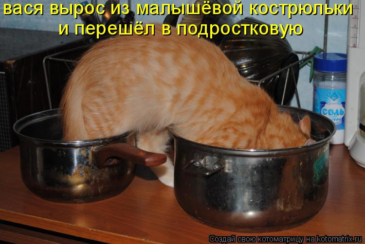 вася вырос из малышёвой кострюльки и перешёл в подростковую... Котоматрица: вася вырос из малышёвой кострюльки и перешёл в подростковую