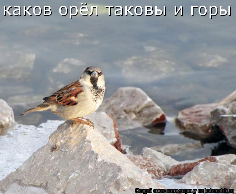каков орёл таковы и горы... Котоматрица: каков орёл таковы и горы