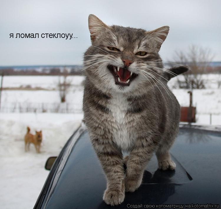 я ломал стеклоуу...... Котоматрица: я ломал стеклоуу...