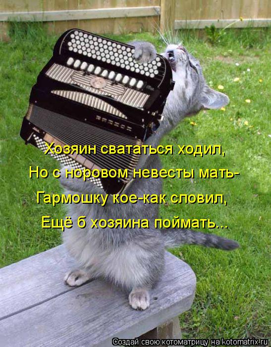 Котоматрица: Хозяин свататься ходил, Но с норовом невесты мать- Гармошку кое-как словил, Ещё б хозяина поймать...