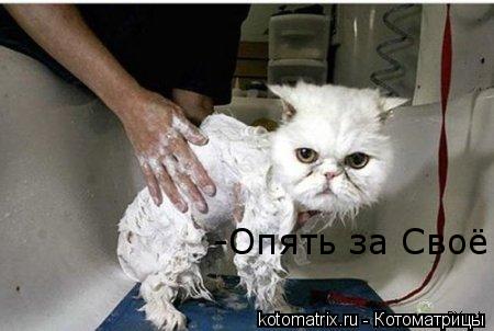 -Опять за Своё... Котоматрица: -Опять за Своё