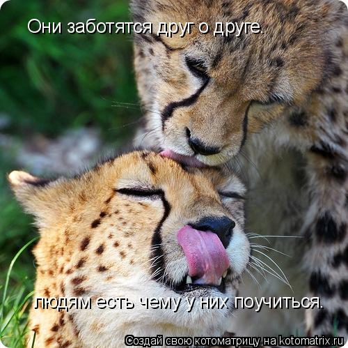 Они заботятся друг о друге. людям есть чему у них поучиться.... Котоматрица: Они заботятся друг о друге. людям есть чему у них поучиться.