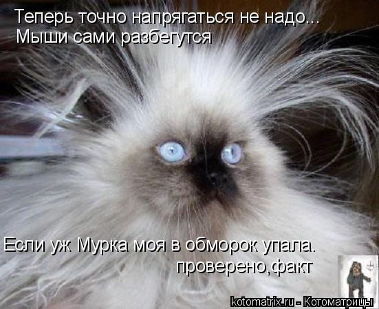 Теперь точно напрягаться не надо... Мыши сами разбегутся Если уж Мурка моя в обморок упала. проверено... Котоматрица: Теперь точно напрягаться не надо... Мыши сами разбегутся Если уж Мурка моя в обморок упала. проверено,факт