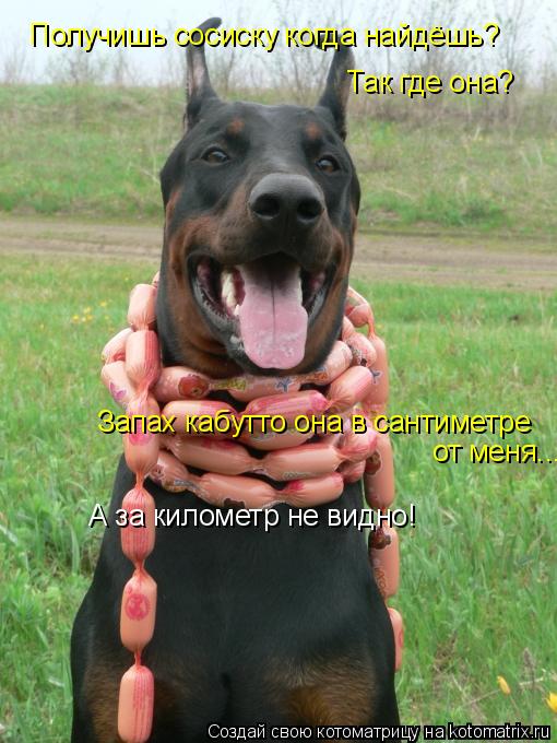 Получишь сосиску когда найдёшь? Так где она? Запах кабутто она в сантиметре от меня... А за километ... Котоматрица: Получишь сосиску когда найдёшь? Так где она? Запах кабутто она в сантиметре от меня... А за километр не видно!