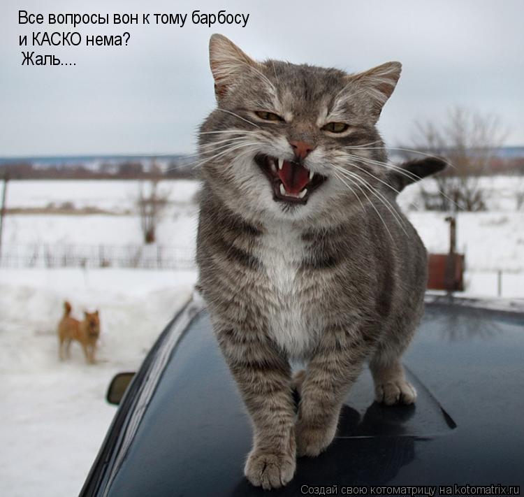 Котоматрица: Все вопросы вон к тому барбосу и КАСКО нема? Жаль....