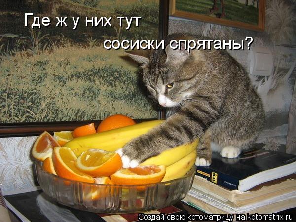 Котоматрица: Где ж у них тут сосиски спрятаны?