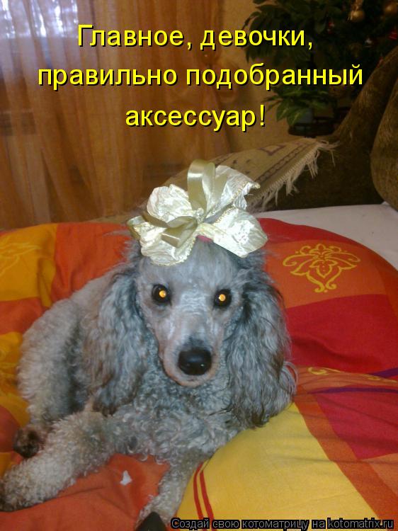 Котоматрица: Главное, девочки, правильно подобранный аксессуар!
