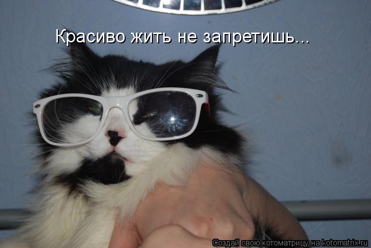 Котоматрица: Красиво жить не запретишь...