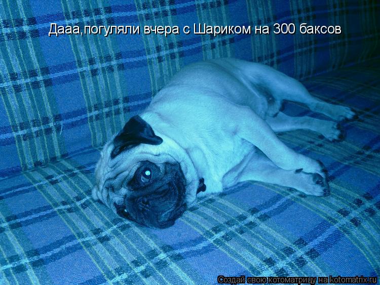 Котоматрица: Дааа,погуляли вчера с Шариком на 300 баксов