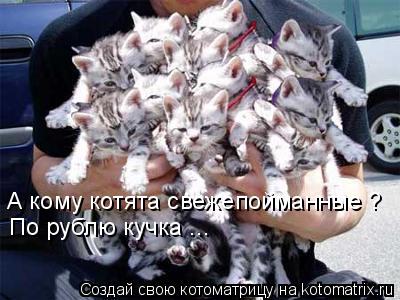 Котоматрица: А кому котята свежепойманные ?  По рублю кучка ...