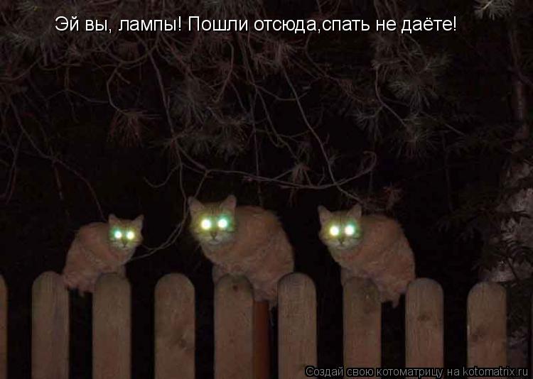 Котоматрица: Эй вы, лампы! Пошли отсюда,спать не даёте!