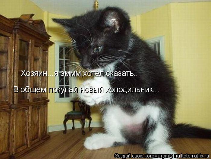 Хозяин...я эммм,хотел сказать... В общем покупай новый холодильник...... Котоматрица: Хозяин...я эммм,хотел сказать... В общем покупай новый холодильник...
