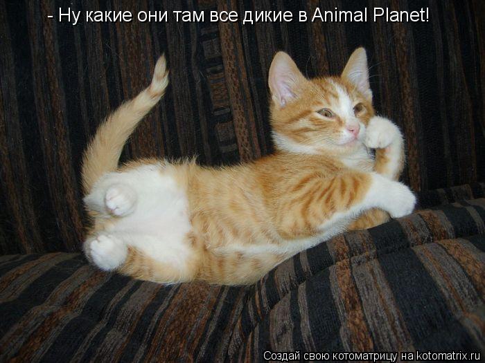 - Ну какие они там все дикие в Animal Planet!... Котоматрица: - Ну какие они там все дикие в Animal Planet!