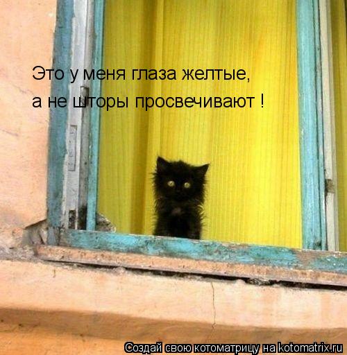 Это у меня глаза желтые, а не шторы просвечивают !... Котоматрица: Это у меня глаза желтые, а не шторы просвечивают !