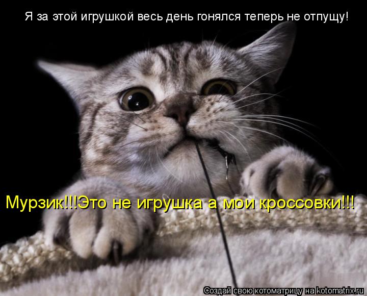 Я за этой игрушкой весь день гонялся теперь не отпущу! Мурзик!!!Это не игрушка а мои кроссовки!!!... Котоматрица: Я за этой игрушкой весь день гонялся теперь не отпущу! Мурзик!!!Это не игрушка а мои кроссовки!!!