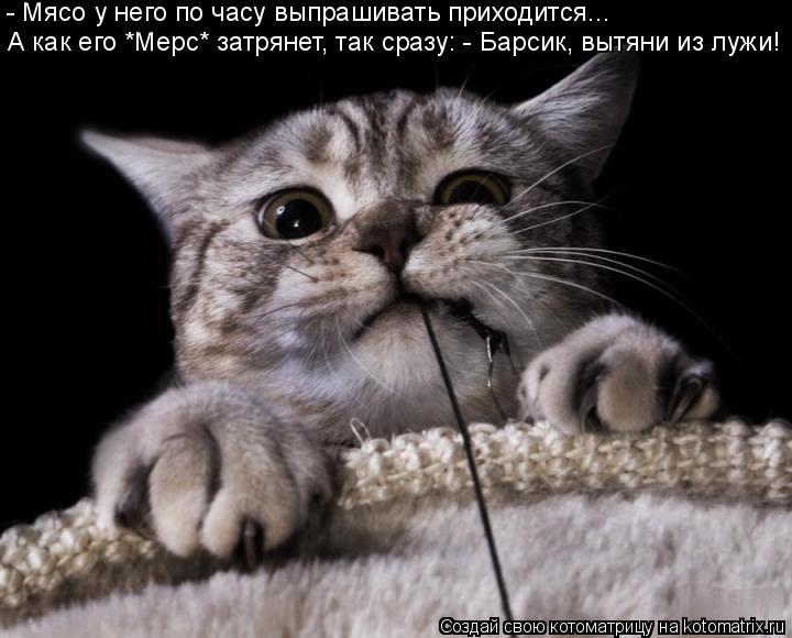 А как его *Мерс* затрянет, так сразу: - Барсик, вытяни из лужи! - Мясо у него по часу выпрашивать при... Котоматрица: А как его *Мерс* затрянет, так сразу: - Барсик, вытяни из лужи! - Мясо у него по часу выпрашивать приходится...