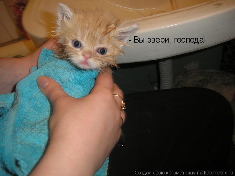 Котоматрица: - Вы звери, господа!