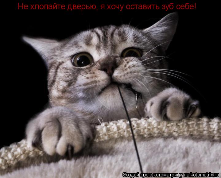 Котоматрица: Не хлопайте дверью, я хочу оставить зуб себе!
