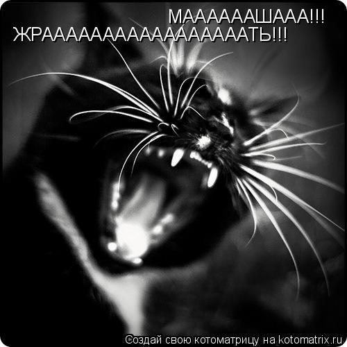 МААААААШААА!!! ЖРАААААААААААААААААТЬ!!!... Котоматрица: МААААААШААА!!! ЖРАААААААААААААААААТЬ!!!