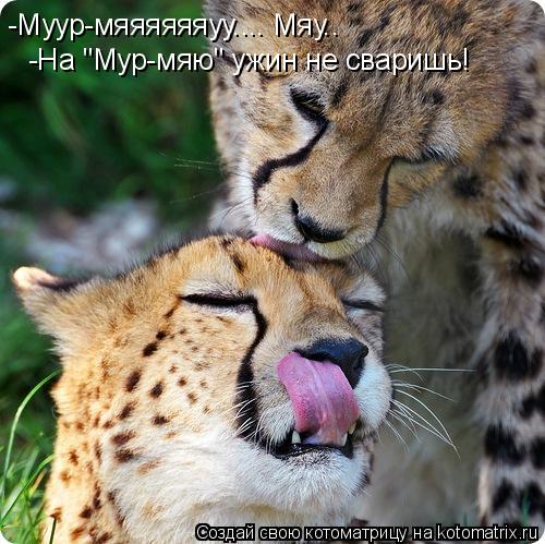 Котоматрица: -Муур-мяяяяяяуу.... Мяу.. -На "Мур-мяю" ужин не сваришь!