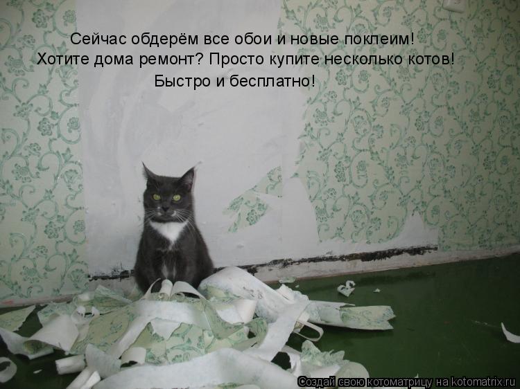 Котоматрица: Сейчас обдерём все обои и новые поклеим!  Хотите дома ремонт? Просто купите несколько котов! Быстро и бесплатно!