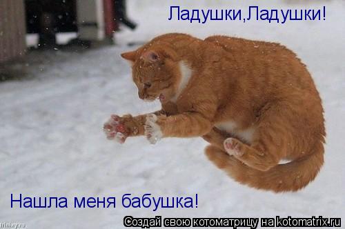 Котоматрица: Ладушки,Ладушки! Нашла меня бабушка!