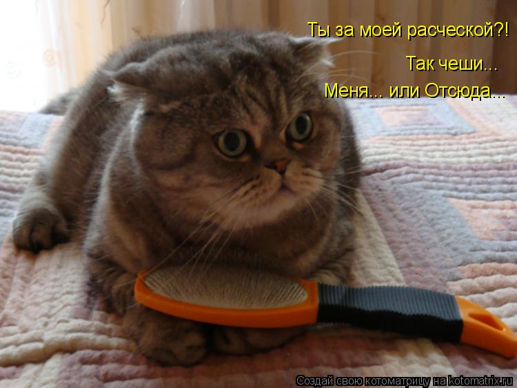Котоматрица: Ты за моей расческой?! Так чеши... Меня... или Отсюда...