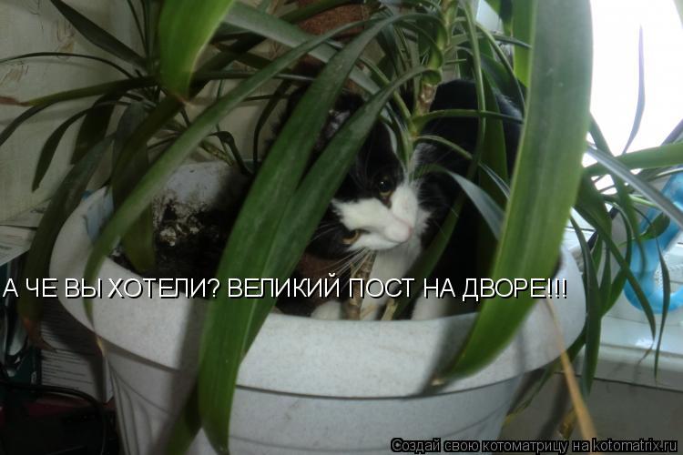 Котоматрица: А ЧЕ ВЫ ХОТЕЛИ? ВЕЛИКИЙ ПОСТ НА ДВОРЕ!!!