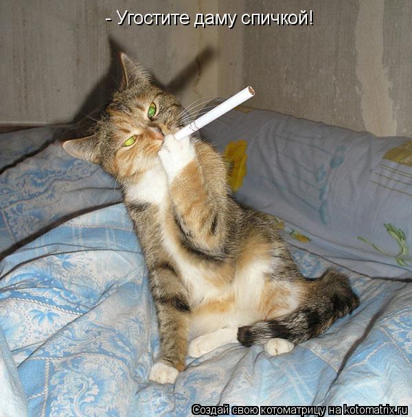 Котоматрица: - Угостите даму спичкой!