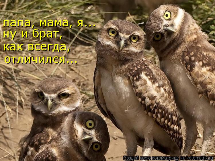 Котоматрица: папа, мама, я... ну и брат, как всегда, отличился...