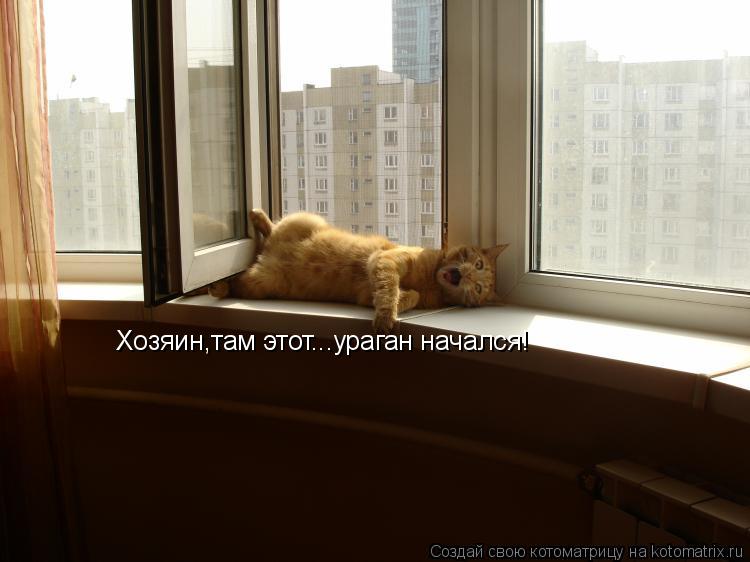 Котоматрица: Хозяин,там этот...ураган начался!