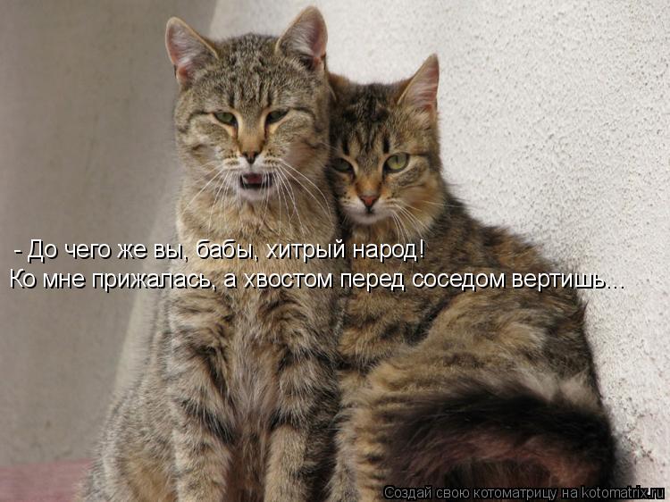 Котоматрица: - До чего же вы, бабы, хитрый народ! Ко мне прижалась, а хвостом перед соседом вертишь...
