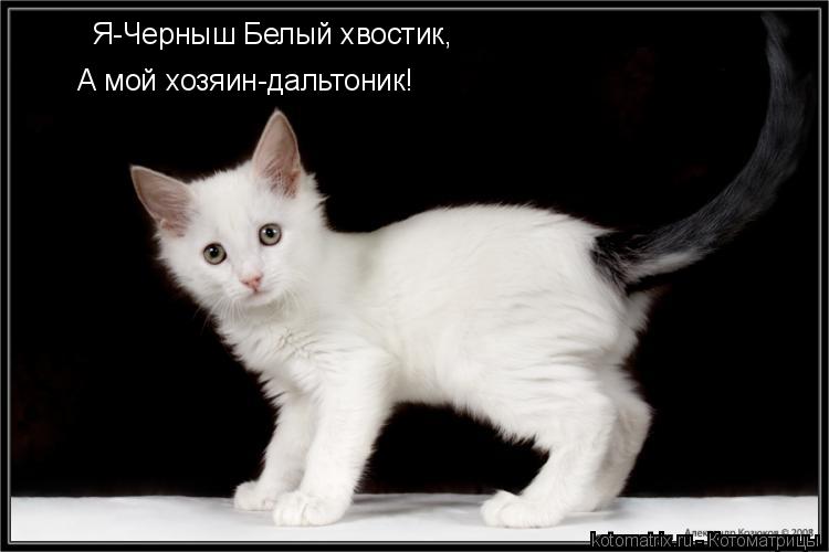 Котоматрица: Я-Черныш Белый хвостик, А мой хозяин-дальтоник!