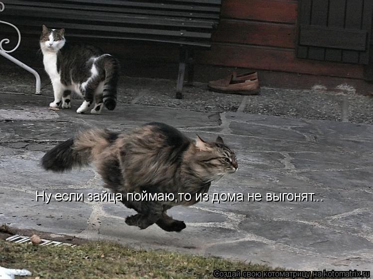 Котоматрица: Ну если зайца поймаю,то из дома не выгонят...