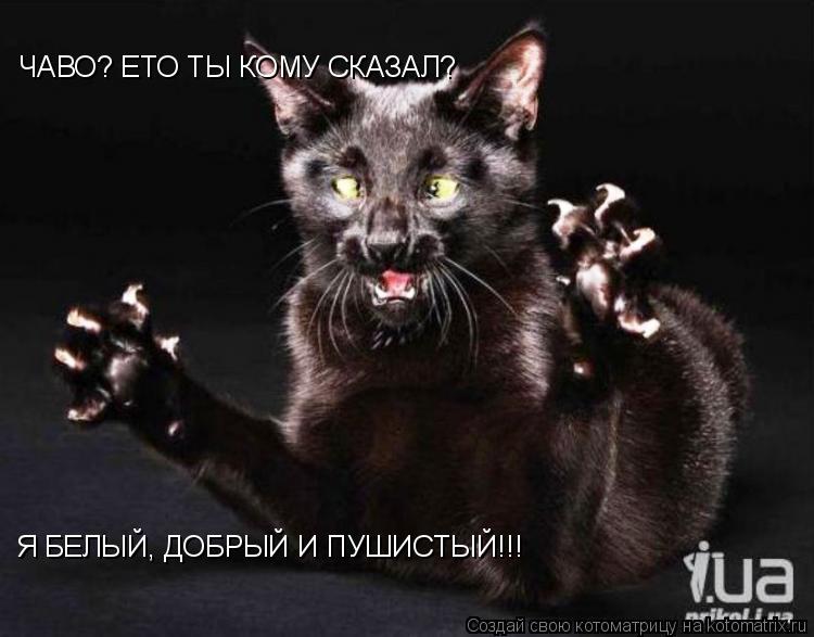 Котоматрица: ЧАВО? ЕТО ТЫ КОМУ СКАЗАЛ? Я БЕЛЫЙ, ДОБРЫЙ И ПУШИСТЫЙ!!!