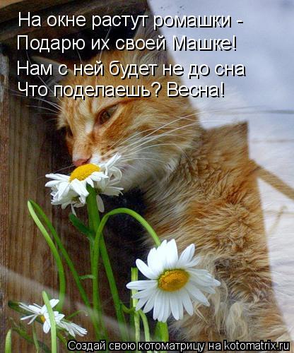 На окне растут ромашки - Подарю их своей Машке! Нам с ней будет не до сна Что поделаешь? Весна!... Котоматрица: На окне растут ромашки - Подарю их своей Машке! Нам с ней будет не до сна Что поделаешь? Весна!