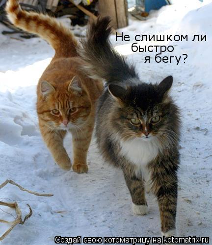Не слишком ли быстро я бегу?... Котоматрица: Не слишком ли быстро я бегу?