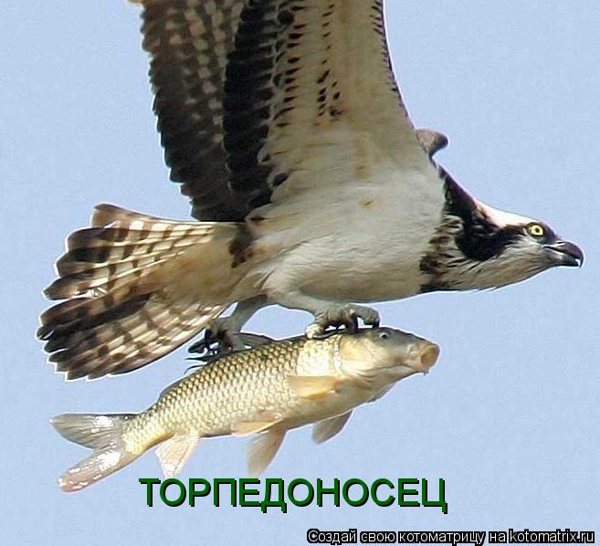 ТОРПЕДОНОСЕЦ... Котоматрица: ТОРПЕДОНОСЕЦ
